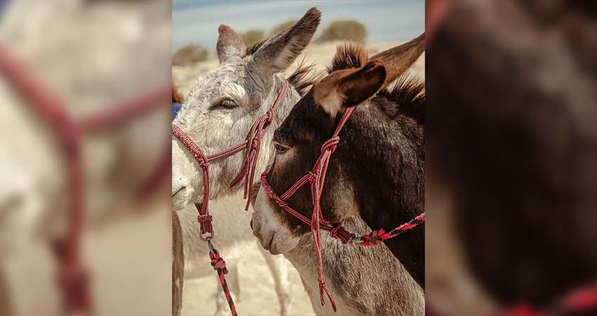 Piden protección legal para el burro mexicano en Los Cabos