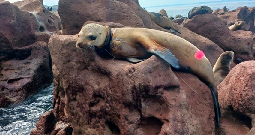Cinco lobos marinos fueron rescatados y atendidos por PROFEPA