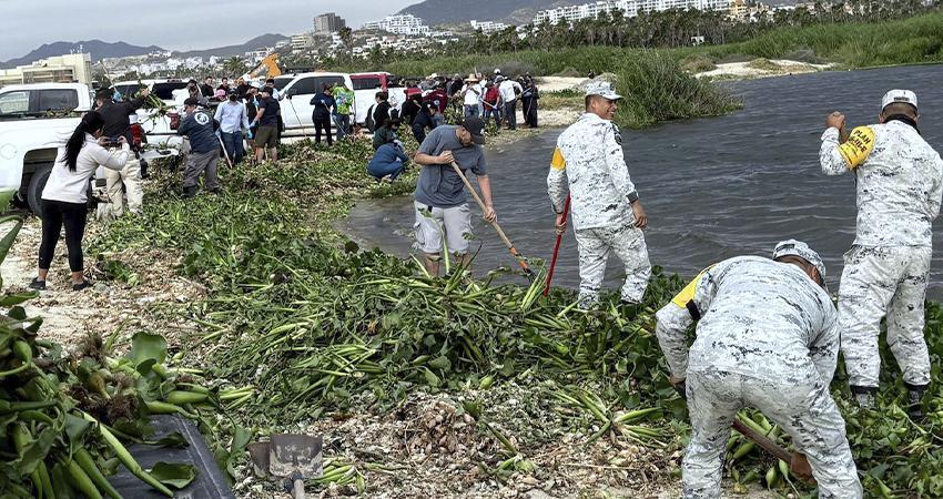 Más de 70 toneladas de planta invasora fueron retiradas del Estero de San José del Cabo