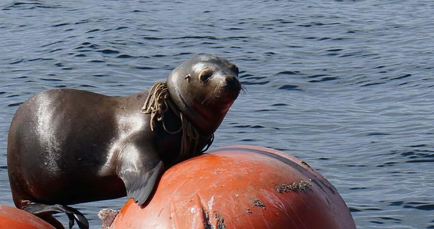 Profepa rescata y atiende a cinco lobos marinos