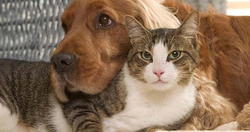 Los Cabos será sede del V Congreso Internacional por el Bienestar Animal