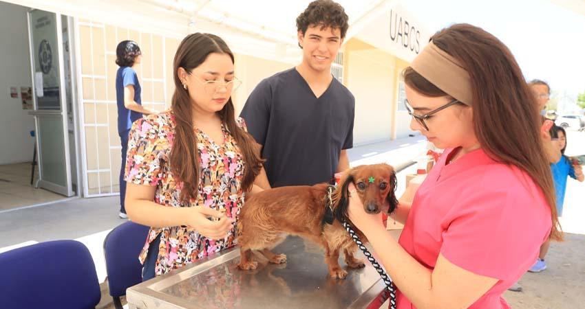 UABCS se suma a la Semana Nacional de Vacunación Antirrábica Canina y Felina 2026