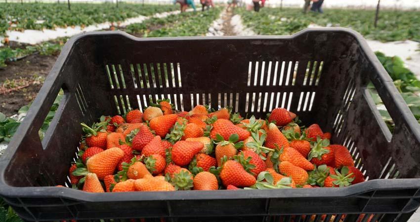 Defienden a fresa mexicana frente a investigación de EU