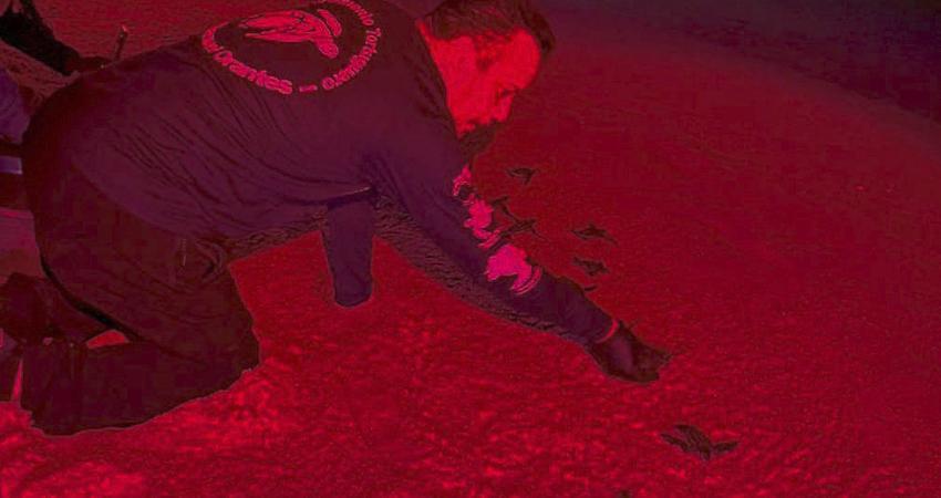 23 crías de tortugas laúd fueron liberadas como parte de estrategia ambiental en Los Cabos