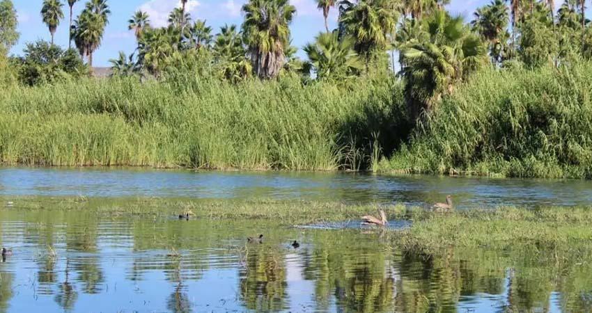 Coordinan acciones para la conservación del estero de SJC