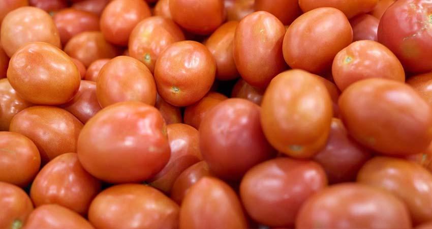 Exportación del tomate a EU se desploma 23.5% en primer trimestre de 2026