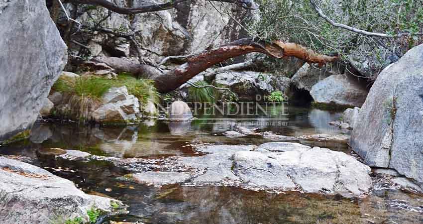 ¿Necesita "ayuda" la Sierra La Laguna?, experto responde