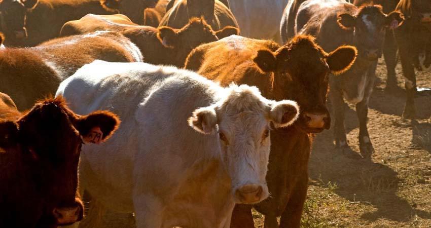 México suspende importación de ganado y animales vivos de EE.UU. por casos de gusano barrenador