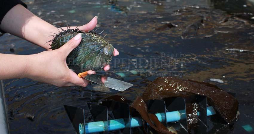 De la tierra al mar: La Bocana busca desarrollar el primer maricultivo comercial de abulón azul