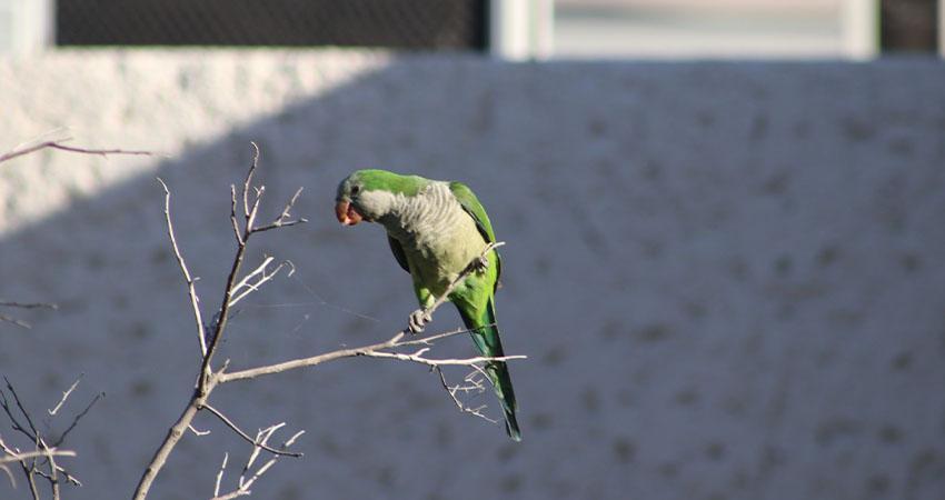 UABCS edita Guía de Aves de su Campus La Paz en su 50 aniversario