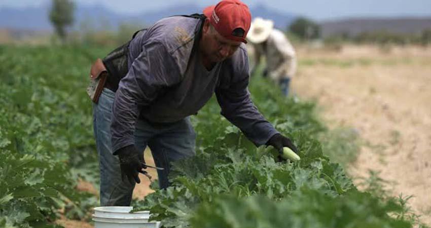 Agricultores alertan por crisis en campo ante la revisión anual del T-MEC