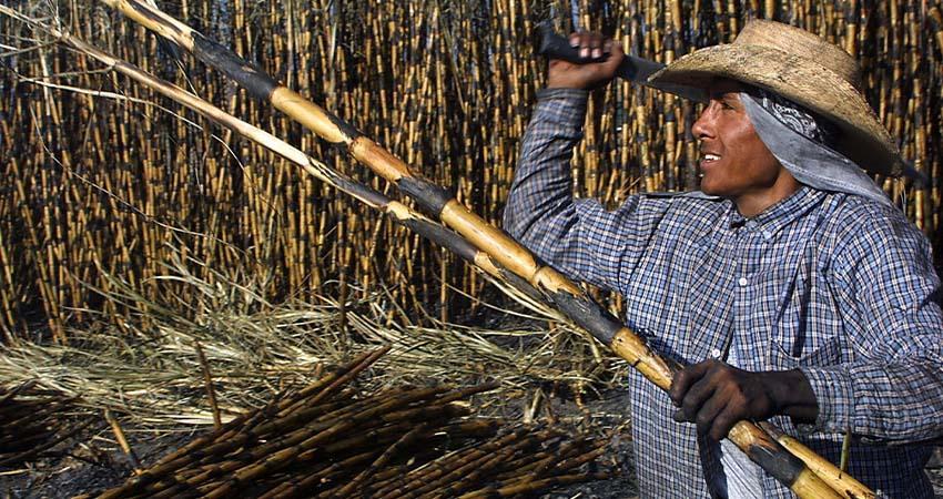 México ampliará sus exportaciones de azúcar a EE.UU. tras un aumento del 512 % en la demanda