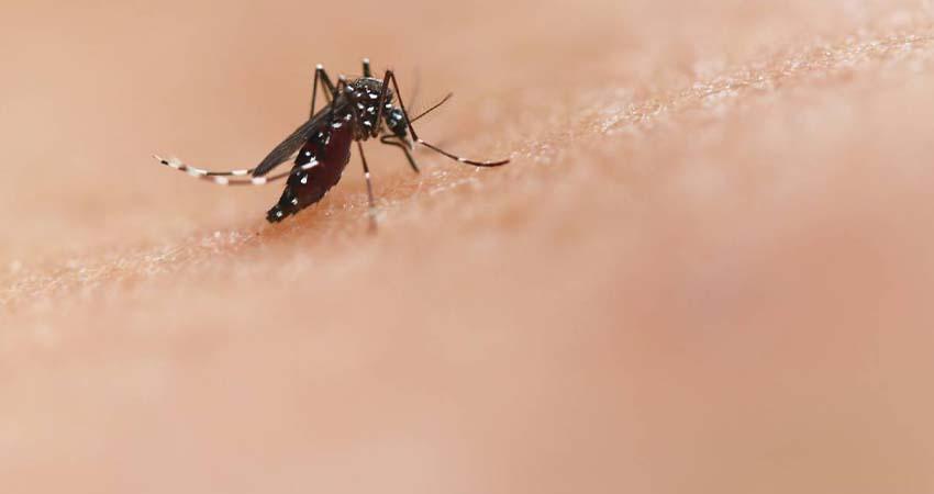 Expertos piden a México incorporar vacuna contra el dengue ante riesgo de nuevas epidemias