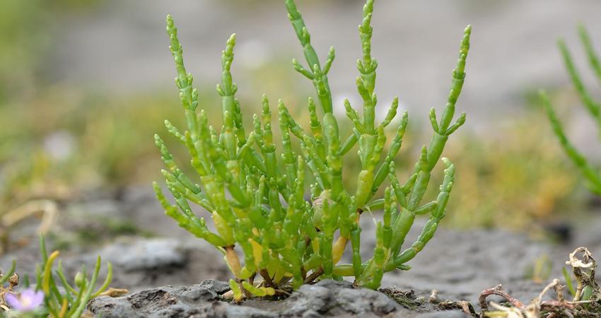 Investigación de la UABCS aborda el potencial de la salicornia