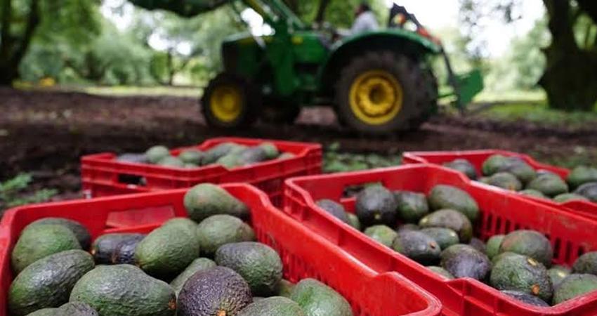 Estados Unidos suspende importación de aguacate michoacano por crisis de seguridad