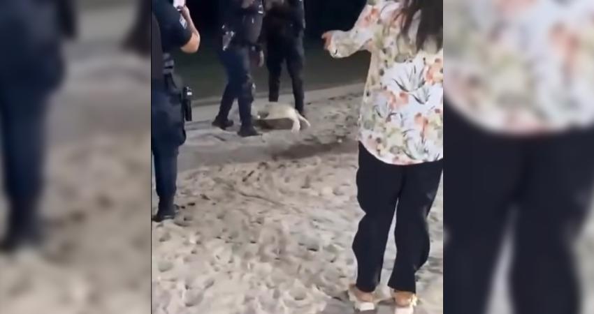 Tras polémica por tortuga en el malecón, plantean capacitar a policías en manejo de fauna