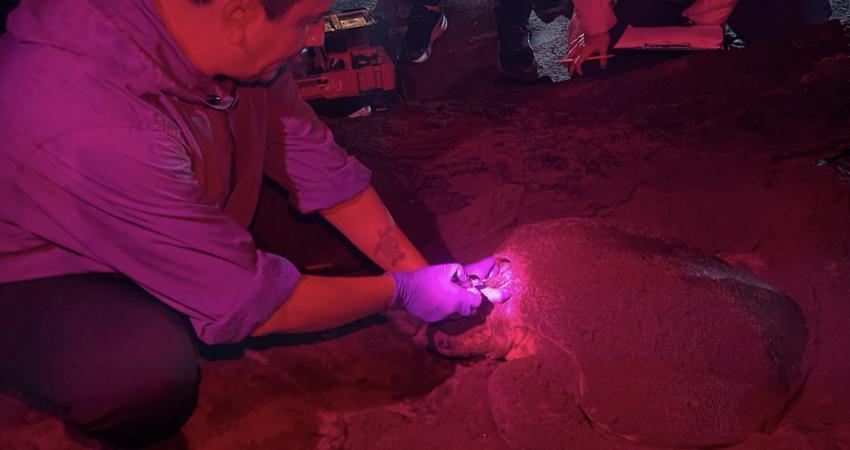 Recibe proyecto de investigación de la UABCS mención honorífica nacional por su contribución a la conservación de tortugas marinas