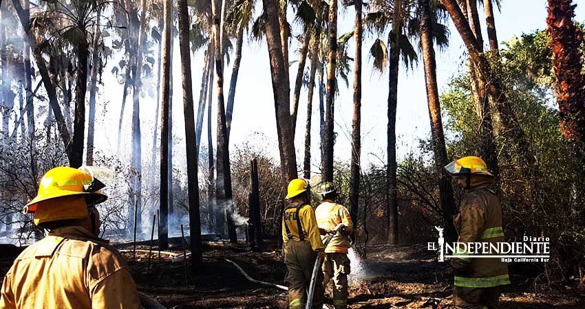 Incendio masivo de palmeras provoca fuerte movilización de bomberos 