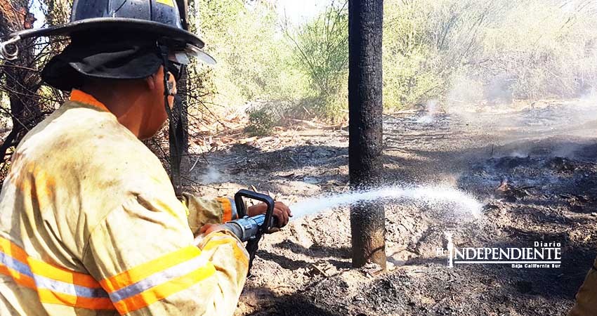 Incendio masivo de palmeras provoca fuerte movilización de bomberos 