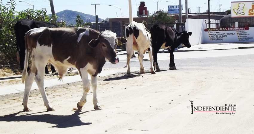 Necesario implementar acciones para evitar ganado suelto en carreteras: Sandez Puppo