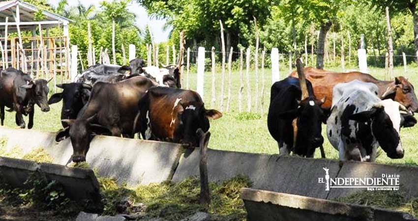 Está BCS  en proceso de ser zona libre de garrapatas en ganado