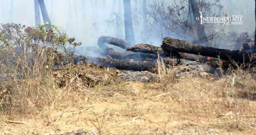 Bomberos requirieron 5 horas para sofocar incendio en palmares de Todos Santos 