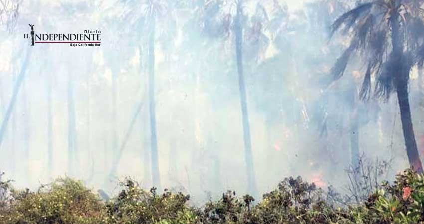 Bomberos requirieron 5 horas para sofocar incendio en palmares de Todos Santos 