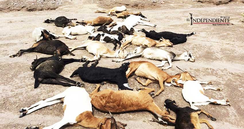 Caminos dañados y ganado muerto dejó la tormenta "Lidia" en Loreto 