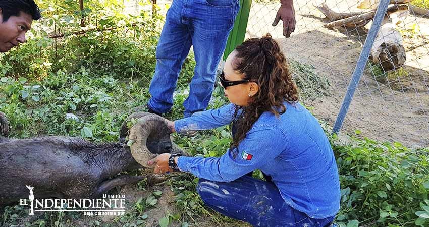 Rescata PROFEPA ejemplar de borrego cimarrón que deambulaba en la colonia Chametla 