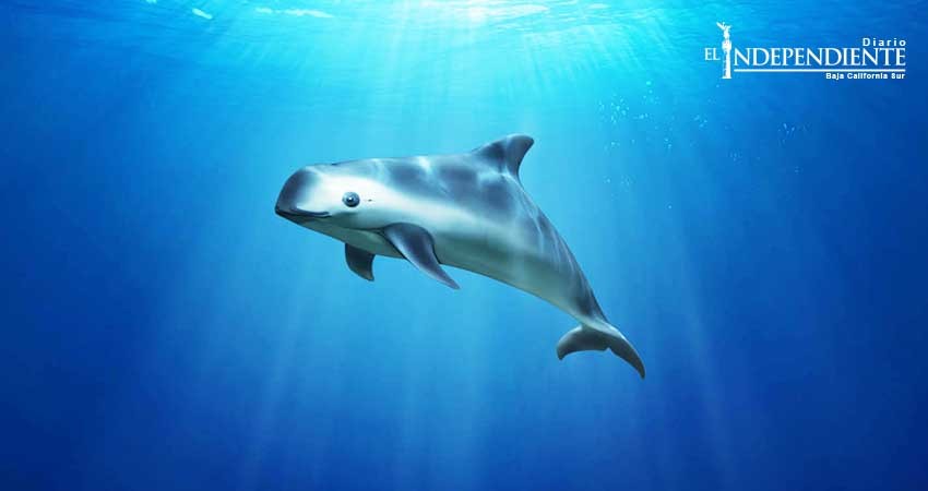 El exitoso traslado de la vaquita marina da esperanza de que se recupere la especie: Pacchiano Alamán