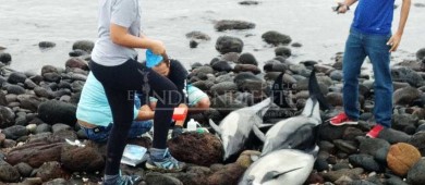 Mueren 18 delfines varados en Pichilingue