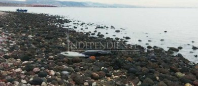 Mueren 18 delfines varados en Pichilingue