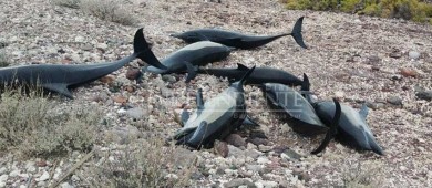 Mueren 18 delfines varados en Pichilingue