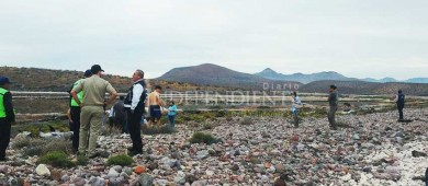 Mueren 18 delfines varados en Pichilingue