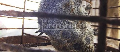 “El Ratón”, peculiar historia que guarda el cementerio de SJC