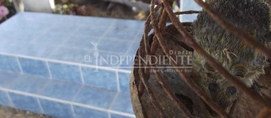 “El Ratón”, peculiar historia que guarda el cementerio de SJC