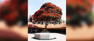 A finales de febrero llegarán los árboles que adornarán la Plaza Mijares de SJC