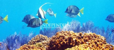 Buscan en la UABCS restaurar arrecifes coralinos dañados
