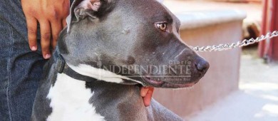 “Julieta y Huesos”, los guardianes de cuatro patas de la UABCS Campus Los Cabos