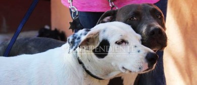 “Julieta y Huesos”, los guardianes de cuatro patas de la UABCS Campus Los Cabos