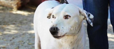 “Julieta y Huesos”, los guardianes de cuatro patas de la UABCS Campus Los Cabos