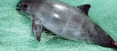 Mortandad de vaquita marina en Golfo de California es por construcción de presa para EEUU: Sector pesquero