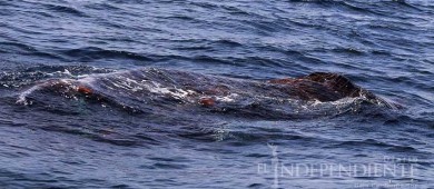 Tras muerte de tiburón ballena, aparece ballena enmallada frente al Mogote 