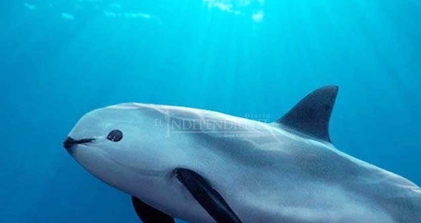 Amplía Semarnat área de refugio de la vaquita marina en Golfo de California