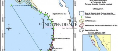 Declara Semarnat al Golfo de Ulloa como área de refugio para tortuga amarilla 