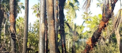 Se registra incendio en inmediaciones del estero; superficie afectada fue de unos 35 m2