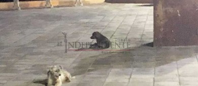 No emplea el Ayto de La Paz el reglamento del Malecón