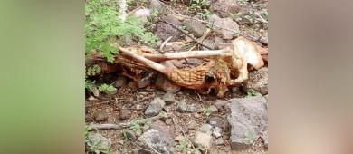 Localizan una osamenta humana en La Paz