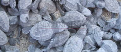 Red para Protección de la Tortuga libera 2.5 millones de crías en playas de Los Cabos