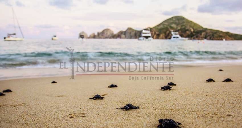 Incrementa un 400% anidación de tortuga marina en playas de CSL